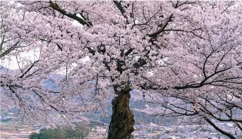  ?? ?? Japan is famous for its cherry blossom season Canva / SAND555