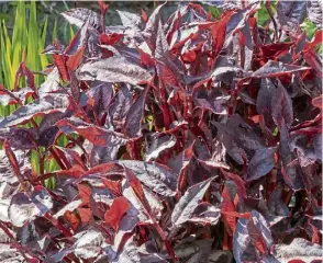  ?? ?? Red Dragon – which has maroon and green leaves – needs a good tidying up.