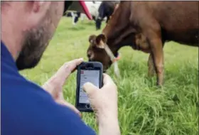  ?? THE ASSOCIATED PRESS ?? A farmer uses a phone to monitor a cow’s IDA, or “The Intelligen­t Dairy Farmer’s Assistant,” device in a pasture on Seven Oaks Dairy in Waynesboro, Ga.
