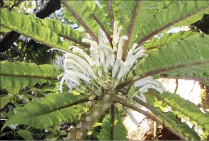  ?? Plant Extinction Prevention Program photo ?? Cyanea heluensis, a newly described native plant, is shown in a recent photo. The only known individual was discovered in wet ohia forest on Mauna Kahalawai in West Maui.