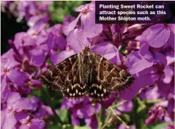  ?? ?? Planting Sweet Rocket can attract species such as this Mother Shipton moth.