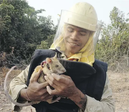  ?? DENIS GRAY / THE ASSOCIATED PRESS ?? African rats are the latest weapon enlisted to clear Cambodia of up to six million mines and other pieces of unexploded ordnance that continue to kill and maim rural dwellers.