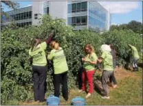  ?? PETE BANNAN – DIGITAL FIRST MEDIA ?? Saint-Gobain employees pick cherry tomatoes at their community garden. Employees of the company volunteer to work plots with the produce going to organizati­ons like the Chester County Food Bank.