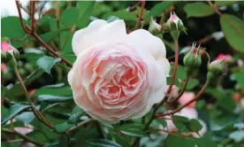  ?? Austin Roses. Photograph: Lesley Pardoe/Alamy ?? A Shropshire Lad has won RHS awards but has recently been removed from sale at David