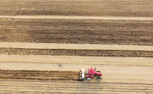  ?? AFP / GETTY IMAGES ?? Amid the heated discussion­s over the U. S. trade war with China, India’s pulse tariffs, carbon taxes and developing technologi­cal advances in agricultur­e, farmers still have to physically go out and farm.