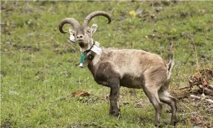  ?? Photograph: Iroz Gaizka/AFP/Getty Images ?? Spanish ibex have been introduced into the French Pyrenees more than 100 years after the native goats were wiped out.