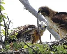  ?? AP PHOTO/ED ANDRIESKI, ?? This 2009 file photo shows a Redtail hawk feeding a snake to one of her young ones nested at the Rocky Mountain Wildlife Refuge in Commerce City, Colo.