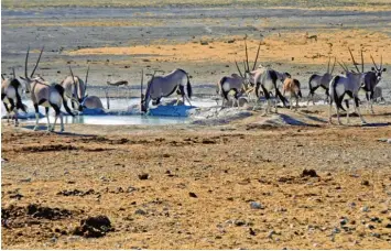  ?? Archivfoto: Helmut Bissinger ?? Oryxantilo­pen in Namibia, die sich um ein Wasserloch versammeln: In das südafrikan­ische Land führt auch eine fünftägige Jagdreise, die der Jagdschutz- und Jägerverei­n Günzburg auslobt.