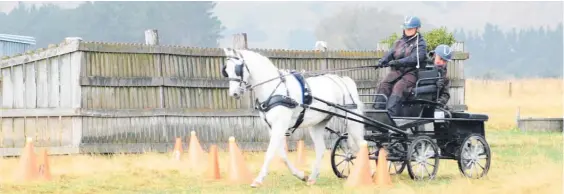  ?? ?? Driver Carol-Ann Perfect and groom Keith Stewart of Ashhurst negotiate a set of cones at pace.