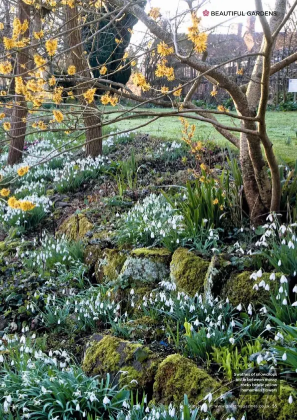  ??  ?? Swathes of snowdrops jostle between mossy rocks below yellow hamamelis flowers