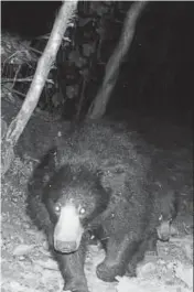  ?? HT PHOTOS: ANSHUMAN POYREKAR ?? A camera trap image of a sloth bear walking through a forested area in Buldhana, Maharashtr­a, not far from where local villagers have their fields (top).