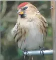  ?? Photograph: Angela Cassels ?? Lesser redpoll not recorded in 2019 but was reported from several gardens in 2020.