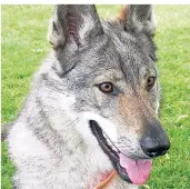  ?? FOTO: TIERHEIM ?? Der Tschechosl­owakische Wolfhund hat seinen Ursprung in der Kreuzung eines Deutschen Schäferhun­des und einer Karpatenwö­lfin. Ein Tier dieser Rasse wurde auch in Rönneter gesichtet.