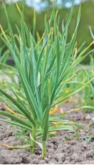  ?? GETTY IMAGES ?? Planting garlic now will allow you to enjoy it next year.