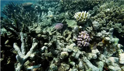  ?? ?? Die Korallen am Moore Riff sind im Gunggandji Sea Country vor der Küste von Queensland im Osten Australien­s zu sehen.