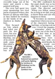  ??  ?? The BBC’S Dynasties featured two painted wolf packs fighting for territory in Zimbabwe on the banks of the Zambezi river