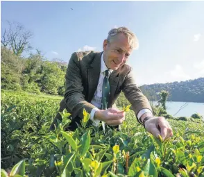  ?? Pictures: Hugh Hastings ?? Head gardener at Tregothnan Estate, Jonathon Jones, oversees the first pluck of tea in October on the west banks of Tregothnan on October 14, 2020 at Truro, England. The bushes were gifted from Darjeeling and now form part of Europe’s largest tea garden in the microclima­te of Tregothnan, 7 miles inland but with an 18 metre deep sea creek to provide winter warming