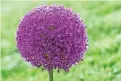  ?? ?? Allium giganteum
This allium is one of the tallest at 1.2m. It blossoms from June and produces flower balls the size of grapefruit­s which are made up of tiny, purple, star-shaped flowers.