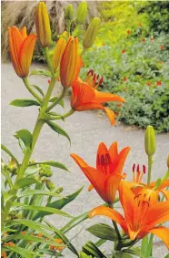  ??  ?? This curbside garden features perennials to soften the look
of the narrow area between sidewalk and street.