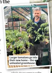  ??  ?? Larger tomatoes go into their new home – the unheated greenhouse