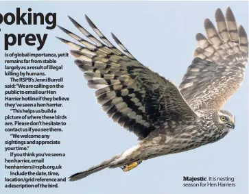  ??  ?? Majestic It is nesting season for Hen Harriers