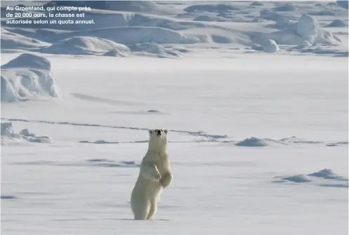  ??  ?? Au Groenland, qui compte près de 20 000 ours, la chasse est autorisée selon un quota annuel.