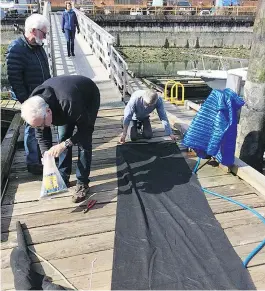  ??  ?? Jonn Matsen of the Squamish Streamkeep­ers Society says more than one billion herring are expected tohatchin False Creek this year, surpassing his conservati­on group’s expectatio­ns. At left, mesh is laid out to prepare an artificial spawning bed.