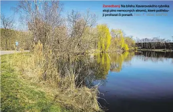  ?? Foto: F. Vlček, MAFRA ?? Zanedbaný Na břehu Xaverovské­ho rybníka stojí plno nemocných stromů, které potřebují prořezat či porazit.