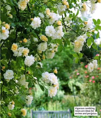  ??  ?? Vigorous rambling roses are ideal for arches and pergolas