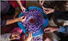  ??  ?? Workers sort and clean saffron flowers during its processing in the Taliouine region in southweste­rn Morocco. — AFP photos