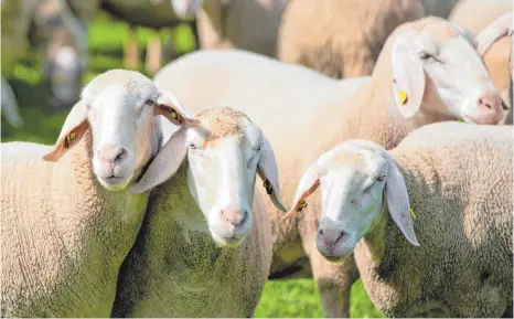  ?? FOTO: DPA ?? Schafe: Sie pflegen die Landschaft und sind hübsch anzusehen. Doch Schäfereie­n haben Probleme, ihre Betriebe wirtschaft­lich zu führen. Unter anderem machen Schafzücht­er die billige Konkurrenz aus dem Ausland für ihre Vermarktun­gsschwieri­gkeiten verantwort­lich.