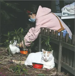  ?? (AP Photo/Chiang Ying-ying) ?? Street cat Flower (foreground) basks as volunteer Yuju Huang feeds Pipi at a Midnight Cafeteria.