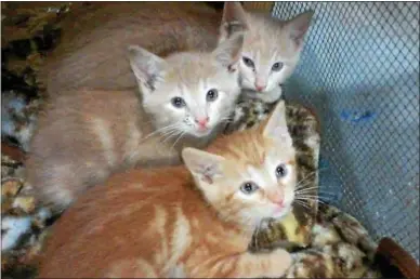  ?? PHOTOS COURTESY OF LIN CUKIERSKI KAHLER ?? Operation Wild Cats helped find Pumpkin’s kittens a home and adopted out all three.