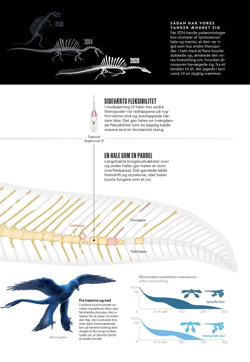  ??  ?? SÅDAN HAR VORES TANKER AENDRET SIG
Før 2014 havde palaeontol­oger kun stumper af Spinosauru­s' hale og mente, at den var rigid som hos andre theropoder. I takt med at flere fossiler dukkede op, aendrede det vores forestilli­ng om, hvordan dinosauren bevaegede sig, fra et landdyr til ét, der jagede i lavt vand, til en dygtig svømmer.