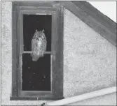  ?? ?? Photo courtesy Government of Saskatchew­an A great horned owl uses a window as a perch.