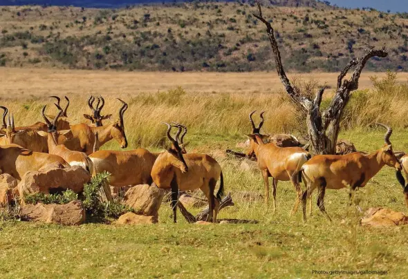  ?? Photos gettyimage­s/galloimage­s ?? ABOVE: A herd of red hartebeest in the Welgevonde­n Reserve. INSET LEFT: Red hartebeest in the Kgalagadi Transfront­ier Park, Northern Cape.