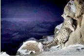  ??  ?? File picture of a snow leopard in the mountains of Ladakh. —MIKEPANDEY