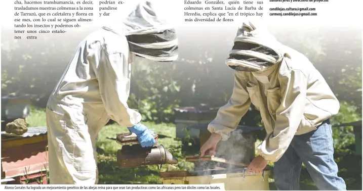  ??  ?? Alonso Corrales ha logrado un mejoramien­to genético de las abejas reina para que sean tan productiva­s como las africanas pero tan dóciles como las locales.