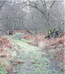  ??  ?? A walk through Glenesk and the pine bacon settle. Pictures: Nancy Scott/angus Whitson.