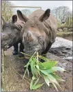  ?? ?? Edinburgh Zoo rhinos Qabid and Sanjay enjoying bamboo from Dunollie Woods.