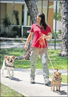  ?? EMILY MICHOT / MIAMI HERALD ?? Jamie Katz, South Florida’s very own Pet Detective, walks with her two tracking dogs, Fletcher and Gable. Katz has a total of four dogs, all of which are trained to find missing animals.