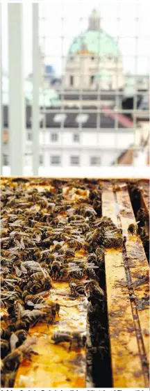  ??  ?? Auf dem Dach der Technische­n Universitä­t stehen 6 Bienenstöc­ke