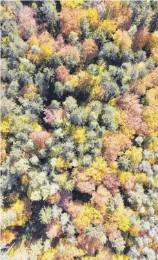  ?? FOTO: LUDGER MÖLLERS ?? Aus der Vogelpersp­ektive sieht der herbstlich gefärbte Wald – hier in Immendinge­n (Landkreis Tuttlingen) – gesund aus. Doch stuft das Forstminis­terium 46 Prozent der Fläche als deutlich geschädigt ein.