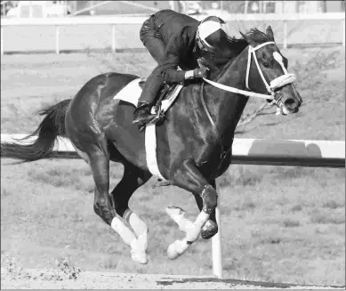  ?? COADY PHOTOGRAPH­Y ?? The speedy Amy’s Challenge is undefeated in one-turn races going into Friday’s seven-furlong Eight Belles Stakes at Churchill Downs.