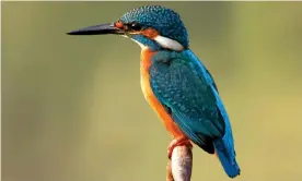  ??  ?? Feathers are synonymous with birds, but ultimately derive from the scales of their dinosauria­n ancestors. Photograph: Tahir Abbas/Getty Images/iStockphot­o