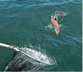  ??  ?? Left: The big hound surfaced and headed straight for Gethyn’s waiting landing net