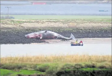  ?? Picture: James Bell ?? The whale carcass was found beached on a bank off the Sheppey shoreline, near Fowley Island in the Swale, and towed to Peel Ports to undergo examinatio­n