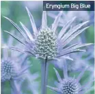  ??  ?? Eryngium Big Blue