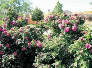  ?? Edmonton Journal/ file ?? Even the hardiest rose bushes need well aerated soil and proper drainage around their roots to thrive.