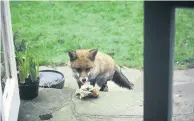  ??  ?? Welcome find A fox enjoys a doorstep treat